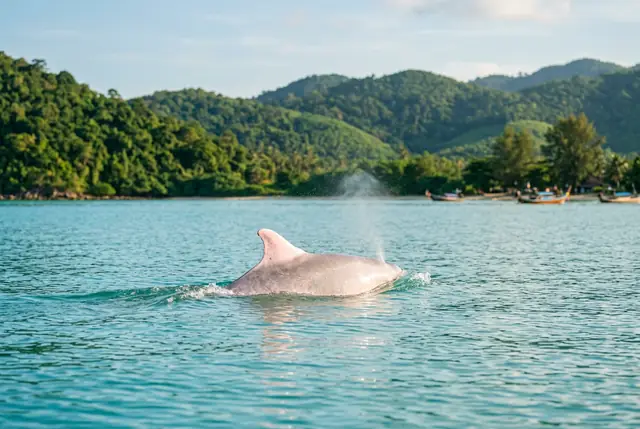Pink dolphin surfacing in Khanom bay near Koh Samui