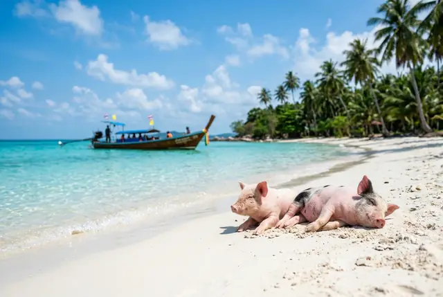 Eau turquoise peu profonde et plage de sable blanc à Koh Madsum, l'île aux cochons près de Koh Samui