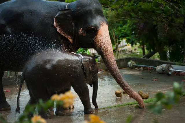 A mother elephant spraying water over her calf
