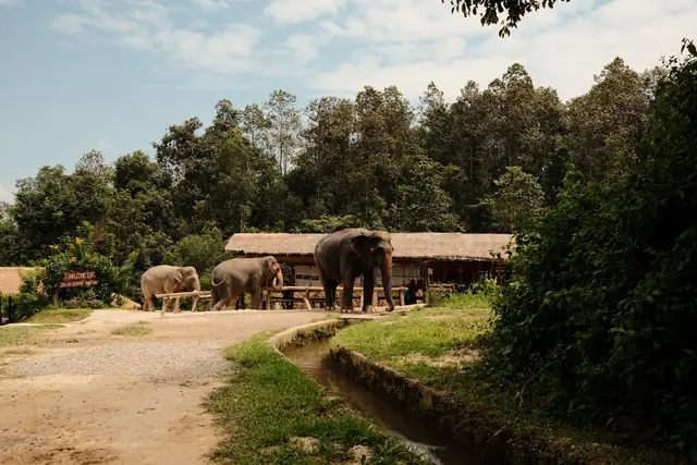 Elephants roaming freely in a jungle sanctuary